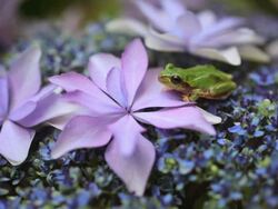 Frog on the hydrangea Stock Footage