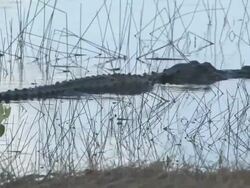 Swimming gator Stock Footage