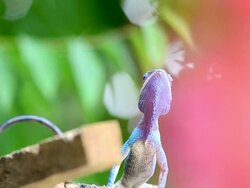 Chameleon Stock Footage