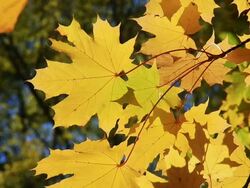 Maple leaves in autumn Stock Footage
