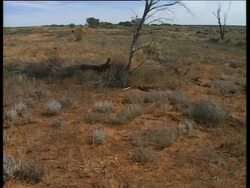 EF 606A - AUSTRALIA: NUCLEAR TESTING News Clip