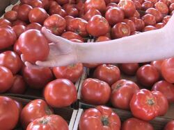 Tomatoes at Farmers' Market (HD) Stock Footage
