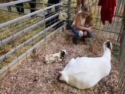 Crowds Flock To Iowa State Fair For A Taste Of Agricultural Bounty Stock Footage