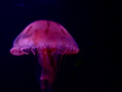 Jelly fish Stock Footage