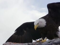 MS Bald Eagle landing on rock edge / Boise, Idaho, United States Stock Footage