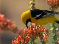 CU Oriole feeding on flowers, USA Stock Footage