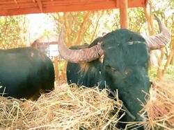 Buffalo grass chewing. Stock Footage