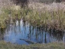 PAN, Alligator in swamp, Aransas National Wildlife Refuge, Texas Stock Footage