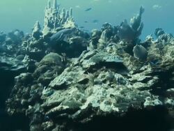 "Juvenile sharks weave in and out of a rock face covered in coral, teeming with different types of fish" Stock Footage