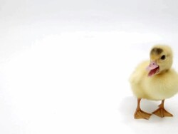 Duckling Stock Footage