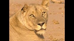 Lioness in Lower Zambezi National Park News Clip