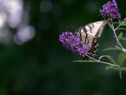 CU TU SLO MO Eastern Swallowtail butterfly on butterfly bush and flying / Morristown, New Jersey, USA Stock Footage