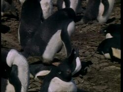 MS Adelie Penguin, Pygoscelis adeliae, mating, Antarctica Stock Footage