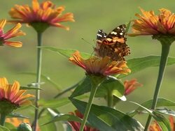 Yellow Flower and butterfly Stock Footage
