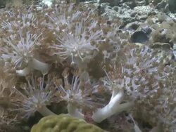 Xenia Pulsing Soft Coral feeding, Moon Wrasse swims by, Monad Shoa, Malapascua, Philippines Stock Footage