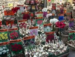 MS PAN Displays of flowers and bulbs at flower market / Amsterdam, The Netherlands, Holland Stock Footage