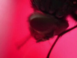 Diptera HD1080, NTSC, PAL Stock Footage