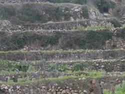 Terraced Land of Battir, near Bethlehem, Israel News Clip