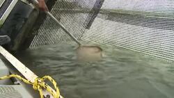 Fish farmers spawn a new income from the fashion industry News Clip