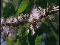 CU Butterfly feeding on pink fluffy flowers, South America Stock Footage