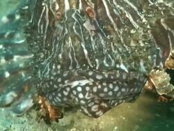ECU Shot of Devil fire fish lying on sea floor covering with seaweed / Matola, Maputo, Mozambique Stock Footage