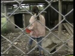 COLOMBIA: FUNDS NEEDED TO SEND 2 BENGAL TIGERS TO TEXAS News Clip