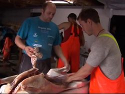 Traditional sheep gathering, fleecing and slaughtering News Clip