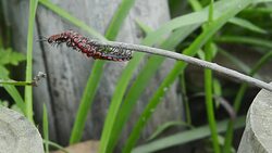 dragon millipede Stock Footage