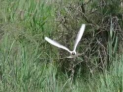 MS SLO MO Shot of Black-headed Gull, larus ridibundus in Flight / Saintes Marie de la Mer, Camargue, France Stock Footage