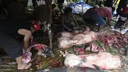 Pohnpei Micronesia men using knives to cut pig meat for celebration party on the island Stock Footage