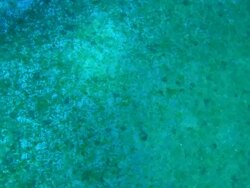 Divers open zip entrance to fish farm, underwater, Bahamas  Stock Footage