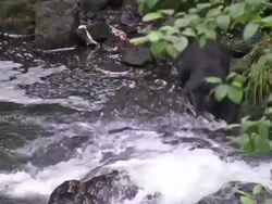 Bear Catching a Salmon Stock Footage