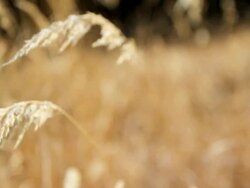 Frosted grass blowing in the wind Stock Footage
