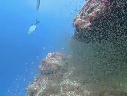Massive shoal of tiny fish, Maamigili, South Ari Atoll, The Maldives Stock Footage