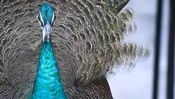 peacock Stock Footage