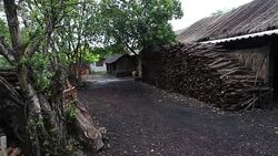 mangrove wood to be processed as charcoal Stock Footage