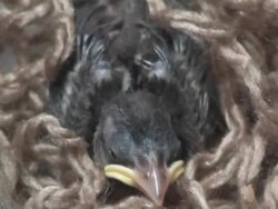Tiny sparrow fallen from nest Stock Footage