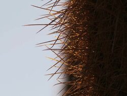 ECU TU Cardon Grande Cactus, Echinopsis species atacamensis in Atacama desert / San Pedro de Atacama, Norte Grande, Chile Stock Footage