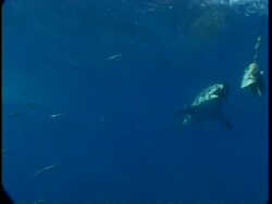 MS Great White Shark, takes bait moving overhead, swims past, hits shark cage with tail, Guadalupe Island, Pacific Ocean Stock Footage