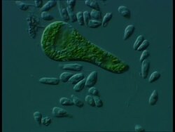 Microscopic view of Flagellates and Euglena sp.(Euglena is classed as both an animal and an alga due to is ability to both move and photosynthesise) Differential Interference Contrast Stock Footage