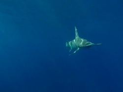 Great hammerhead, Sphyrna mokarran, near surface, underwater, Bahamas  Stock Footage