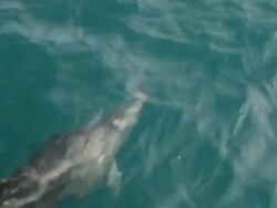 Dolphins Swimming Stock Footage