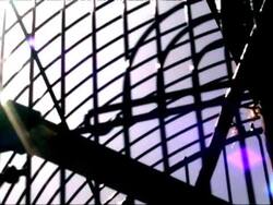 Bird desperate in cage Stock Footage