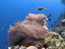 Blackfooted Anemonefish in Sea Anemone on reef wall, Meemu Atoll, The Maldives Stock Footage