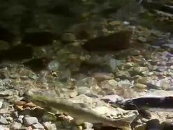 Salmon Spawning Stock Footage