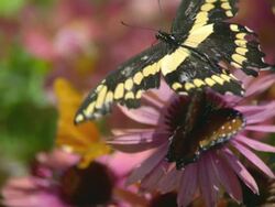 CU SLO MO Shot of Queen butterfly feeding on pink daisy as swallowtail butterfly flying past / Santa Barbara, California, United States Stock Footage