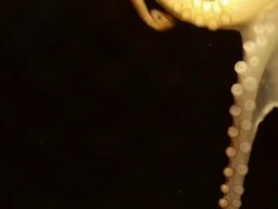 Octopus in the Dark Stock Footage