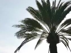 HD Palm tree sun-flare Stock Footage