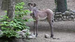Chicago Zoo Welcomes Endangered Baby Zebra News Clip
