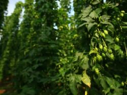 HD Hop garden tracking shot Stock Footage